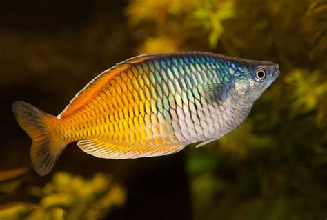 aquarium fish online australia.